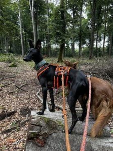 Pablo, unser Vollbluthengst im Hund