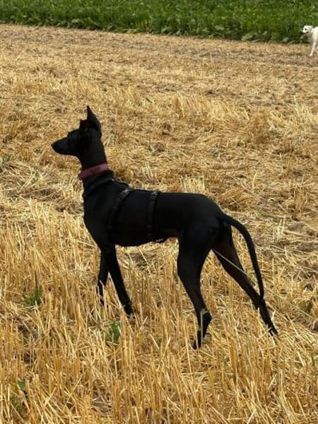 Pablo, unser Vollbluthengst im Hund