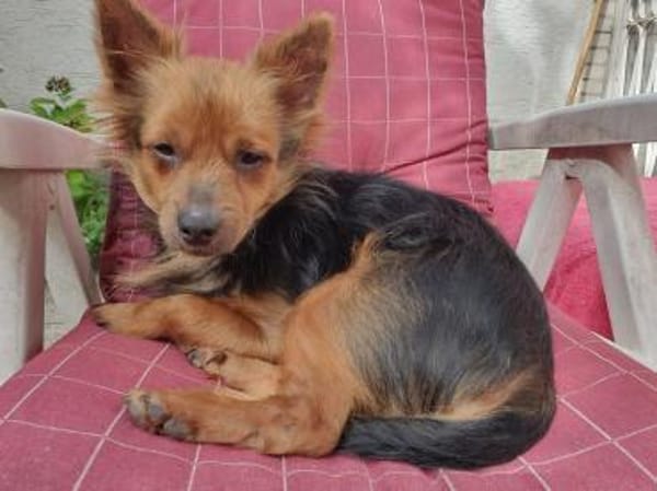 Pistachio, kleines Löwenherz sucht