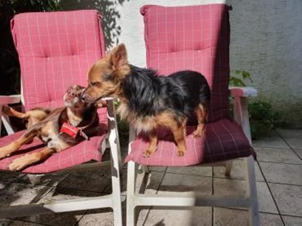 Pistachio, kleines Löwenherz sucht