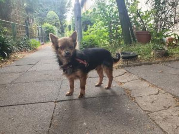 Pistachio, kleines Löwenherz sucht