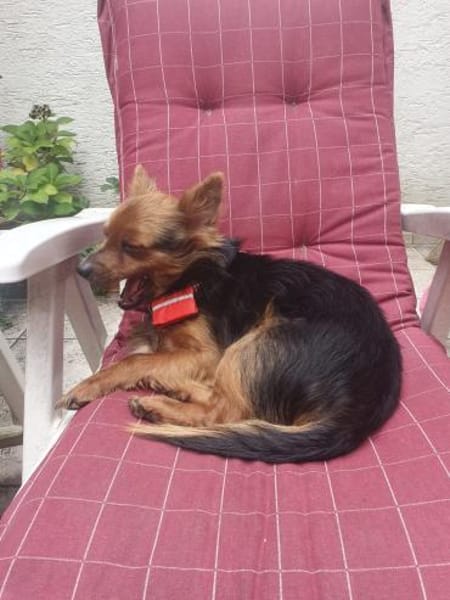 Pistachio, kleines Löwenherz sucht