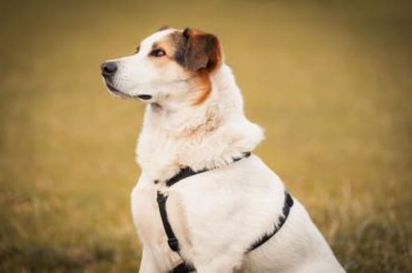 Sharky Menschenfreund sucht Familie 🐶