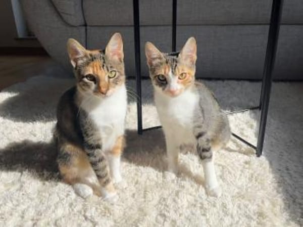 Malina und Ljuba aus dem Tierschutz