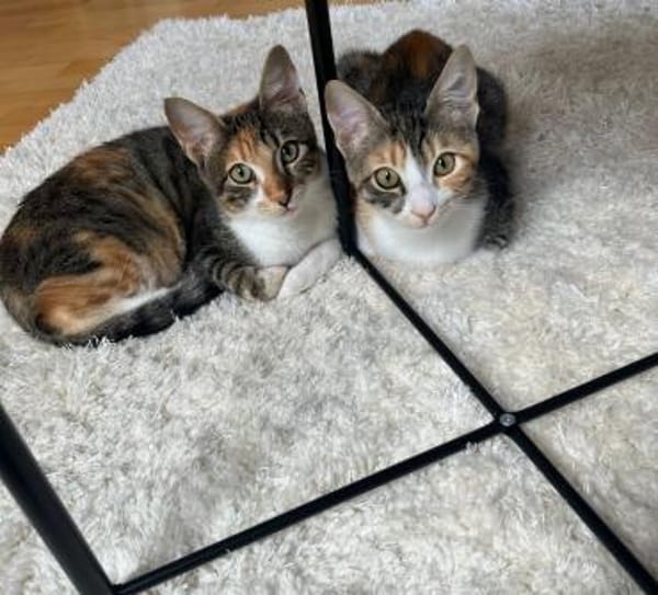 Malina und Ljuba aus dem Tierschutz