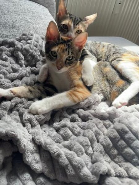 Malina und Ljuba aus dem Tierschutz