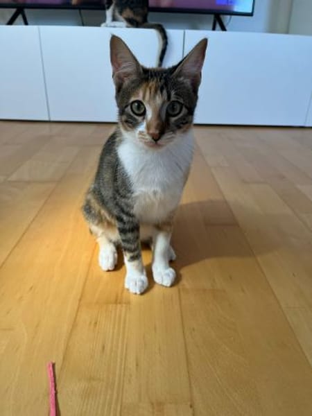 Malina und Ljuba aus dem Tierschutz