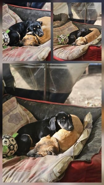 2 süße Brüder suchen ein Zuhause