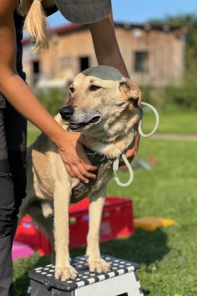 Lucky - gemütlicher Alltagsbegleiter 🐶