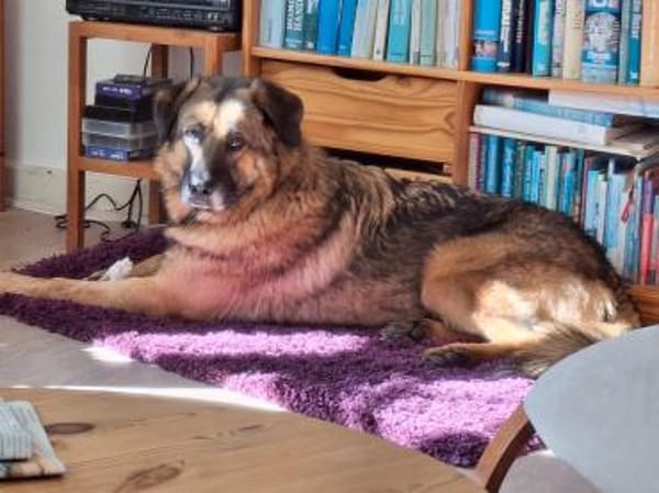 Bob: Überschwänglicher Riese (in D)