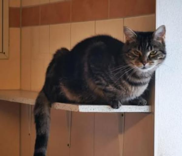 Sissi, verschmuste Wohnungskatze