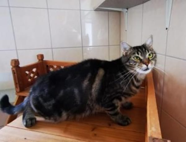 Sissi, verschmuste Wohnungskatze