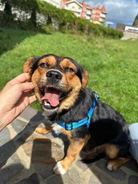 Charlie sucht sein liebevolles Zuhause