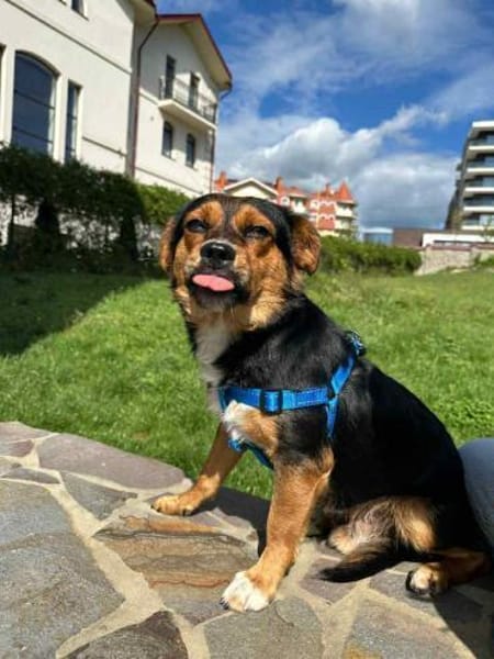 Charlie sucht sein liebevolles Zuhause