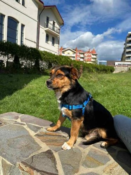 Charlie sucht sein liebevolles Zuhause