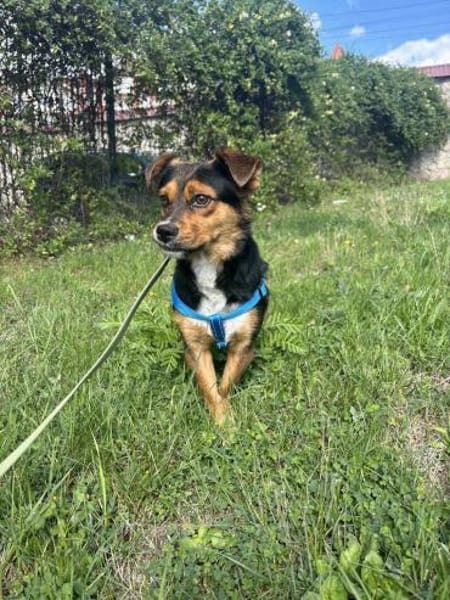 Charlie sucht sein liebevolles Zuhause