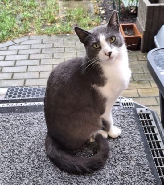 Freddy - Einzelkatze mit Garten/Freigang