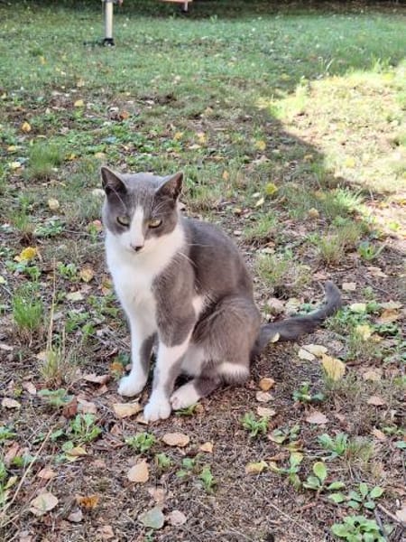 Freddy - Einzelkatze mit Garten/Freigang