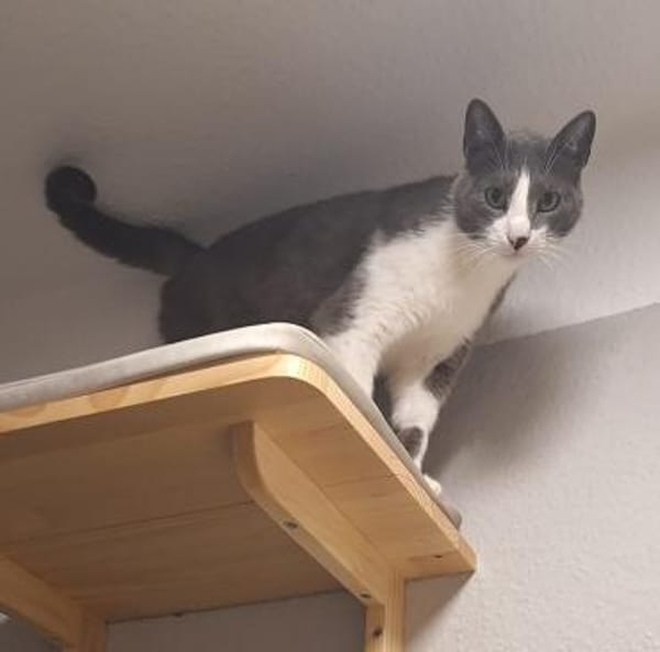 Freddy - Einzelkatze mit Garten/Freigang