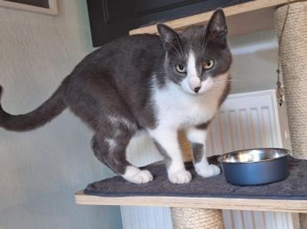 Freddy - Einzelkatze mit Garten/Freigang