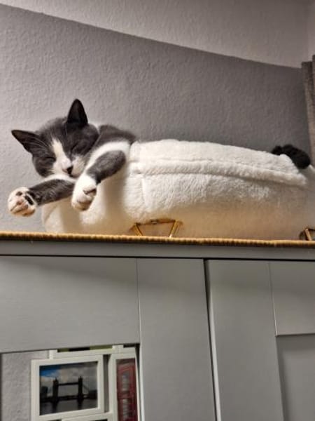 Freddy - Einzelkatze mit Garten/Freigang