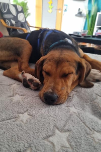 Tadeus  sucht sein Körbchen 🐶