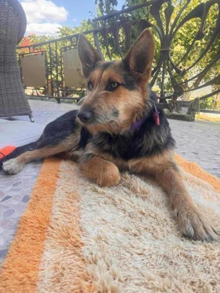 Jessy sucht ihr liebevolles Zuhause