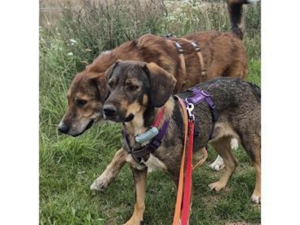 Shiloh - wartet in 96160 Geiselwind