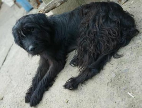 Hunter sucht sein liebevolles Zuhause