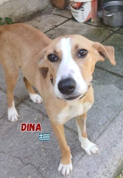 Dina - lebensfreudiger Sonnenschein