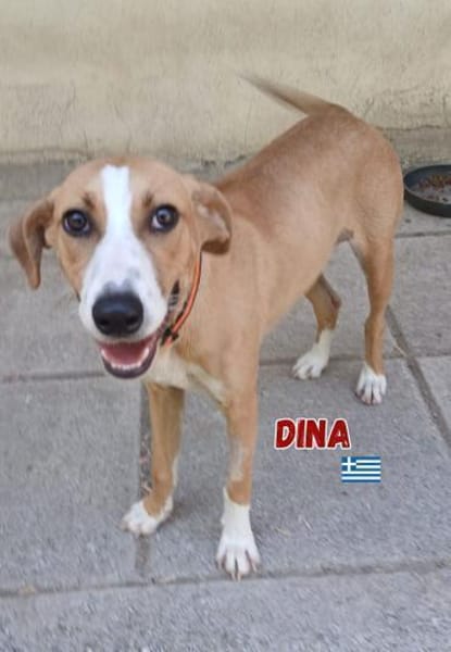 Dina - lebensfreudiger Sonnenschein