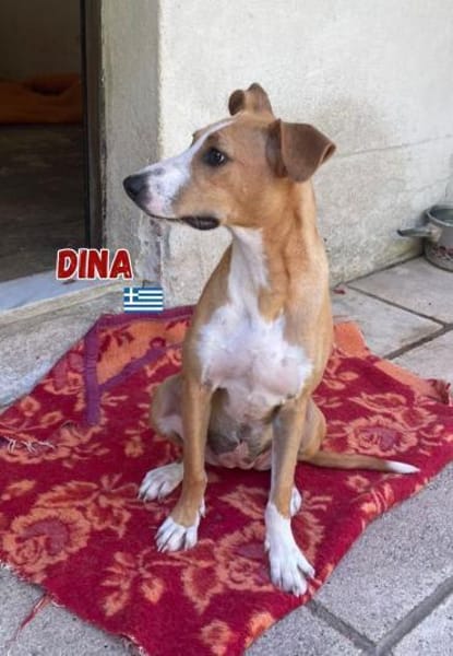 Dina - lebensfreudiger Sonnenschein