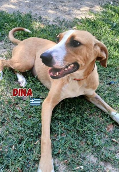 Dina - lebensfreudiger Sonnenschein