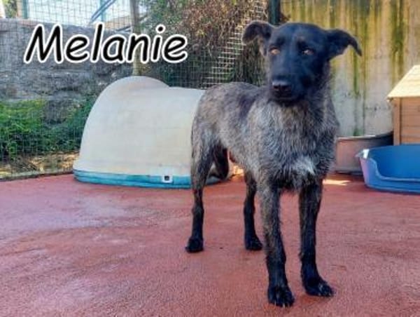Ein Leben ohne Angst für Melanie❤