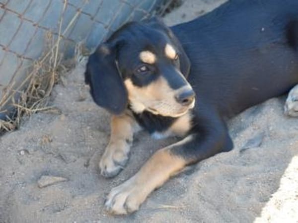 Familie für Zeon gesucht
