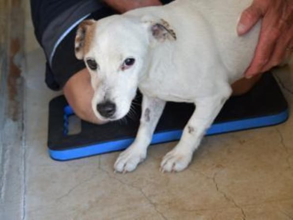 Junggebliebener Spike sucht Zuhause