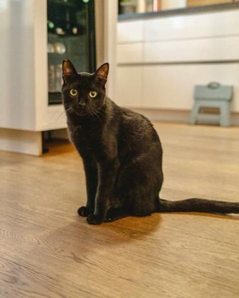 Vagos, tapferer Panther, ca. 1 Jahr