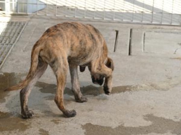 Mercurio möchte glücklich werden