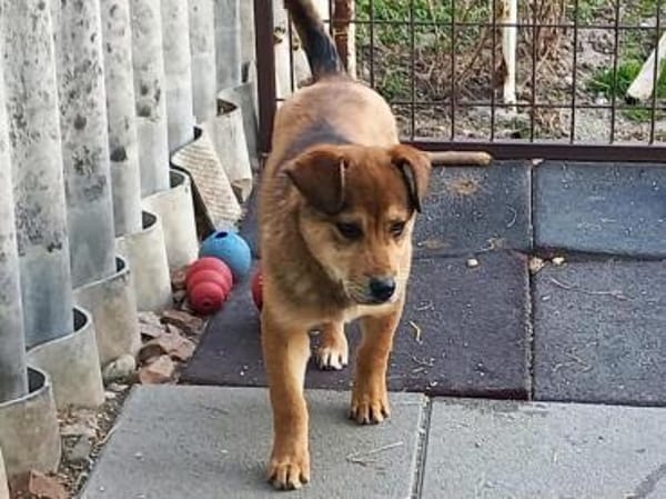 Der kleine Benni sucht Dich!