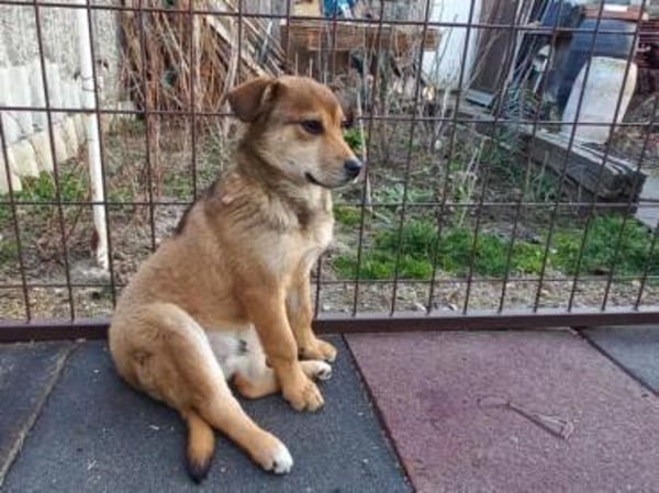 Der kleine Benni sucht Dich!