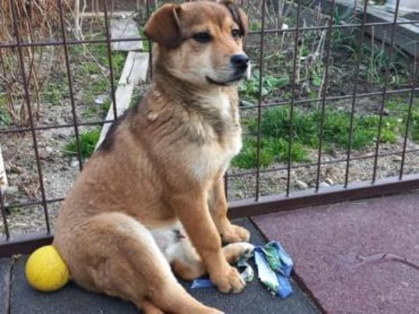 Der kleine Benni sucht Dich!