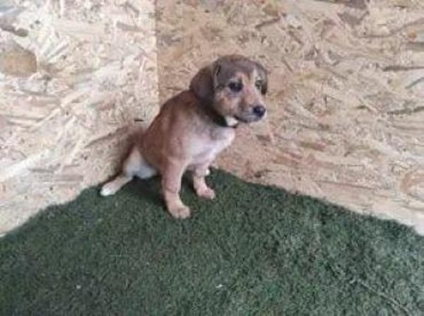 Der kleine Benni sucht Dich!