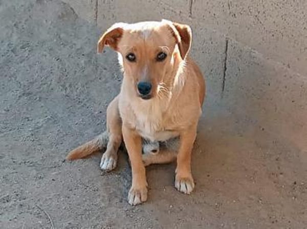 Coco möchte zu Ihnen gehören
