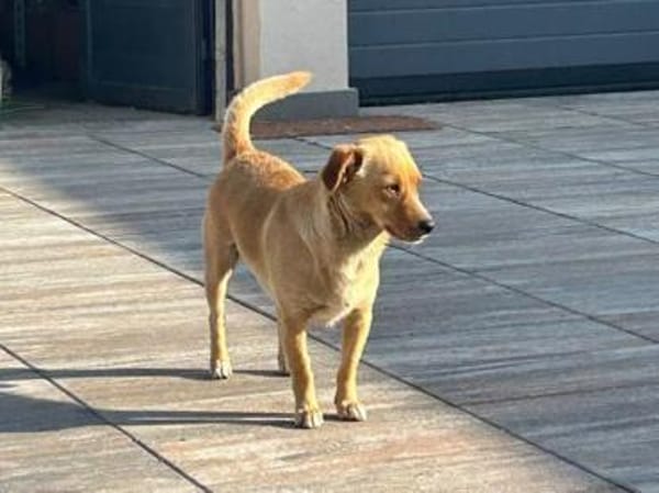 Coco möchte zu Ihnen gehören