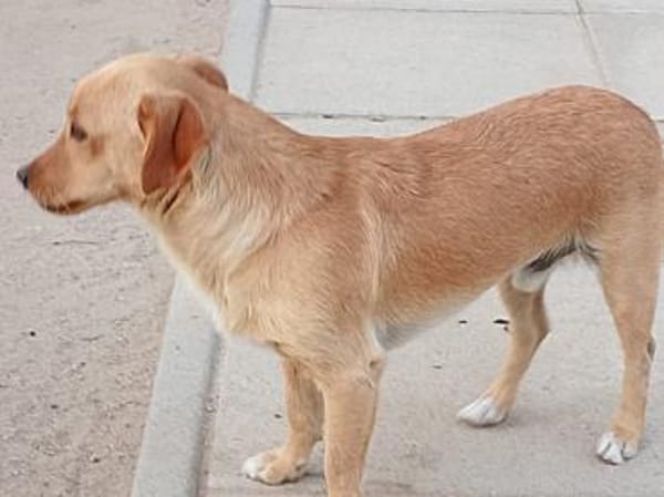 Coco möchte zu Ihnen gehören