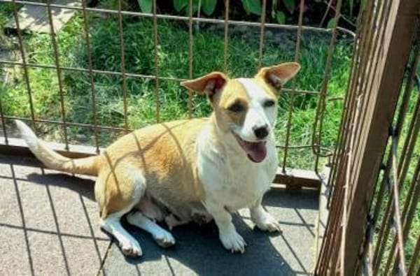 Wer hat ein Herz für Frieda?