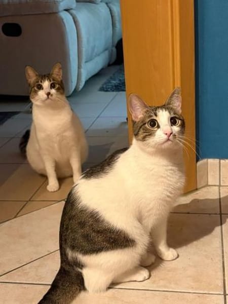 Maple & Sirup aus dem Tierschutz