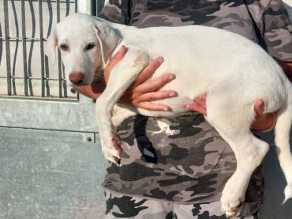 Liebenswerter Giovedi sucht Zuhause