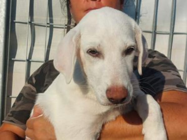 Liebenswerter Giovedi sucht Zuhause
