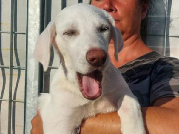 Liebenswerter Giovedi sucht Zuhause